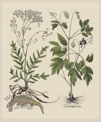 Besler 264 Colored B2